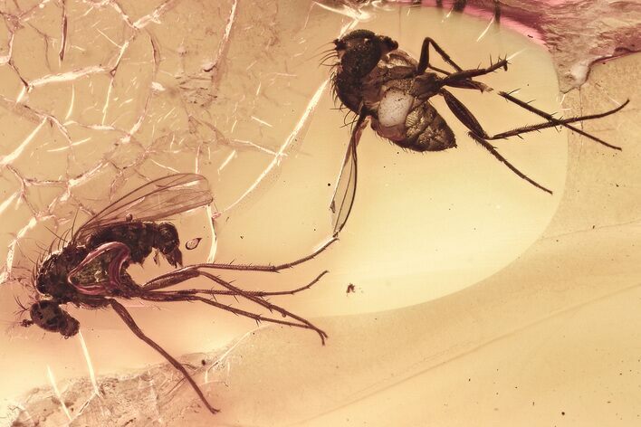 Two Detailed Fossil Flies (Dolichopodidae) in Baltic Amber #357892